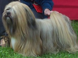 https://www.lhasaapso-ivepet.sk/preview/vyst_287.jpg