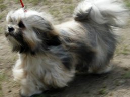 https://www.lhasaapso-ivepet.sk/preview/vyst_288.jpg