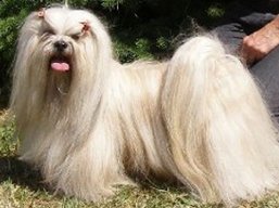 https://www.lhasaapso-ivepet.sk/preview/vyst_289.jpg