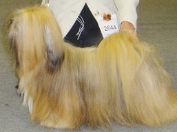 https://www.lhasaapso-ivepet.sk/preview/vyst_290.jpg