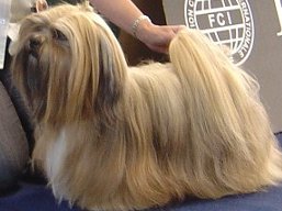 https://www.lhasaapso-ivepet.sk/preview/vyst_294.jpg