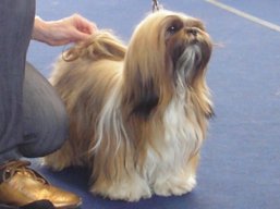 https://www.lhasaapso-ivepet.sk/preview/vyst_295.jpg