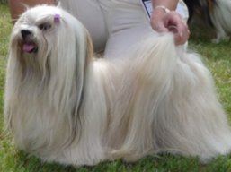 https://www.lhasaapso-ivepet.sk/preview/vyst_297.jpg