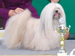 https://www.lhasaapso-ivepet.sk/preview/vyst_299.jpg