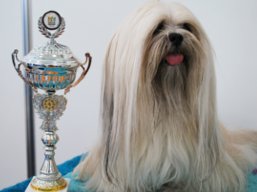 https://www.lhasaapso-ivepet.sk/preview/vyst_300.jpg