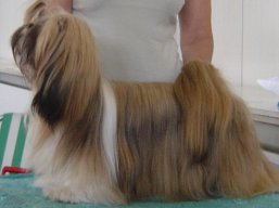 https://www.lhasaapso-ivepet.sk/preview/vyst_301.jpg
