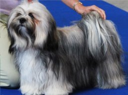 https://www.lhasaapso-ivepet.sk/preview/vyst_302.jpg