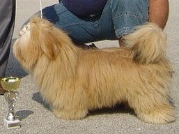 https://www.lhasaapso-ivepet.sk/preview/vyst_306.jpg