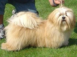 https://www.lhasaapso-ivepet.sk/preview/vyst_307.jpg