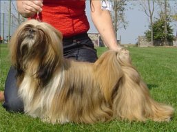 https://www.lhasaapso-ivepet.sk/preview/vyst_308.jpg