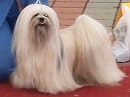 https://www.lhasaapso-ivepet.sk/preview/vyst_311.jpg