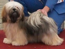 https://www.lhasaapso-ivepet.sk/preview/vyst_312.jpg