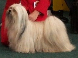 https://www.lhasaapso-ivepet.sk/preview/vyst_314.jpg