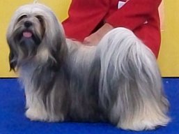 https://www.lhasaapso-ivepet.sk/preview/vyst_315.jpg
