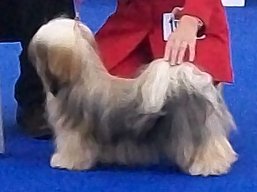 https://www.lhasaapso-ivepet.sk/preview/vyst_316.jpg