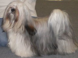 https://www.lhasaapso-ivepet.sk/preview/vyst_318.jpg