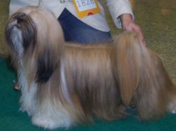 https://www.lhasaapso-ivepet.sk/preview/vyst_320.jpg