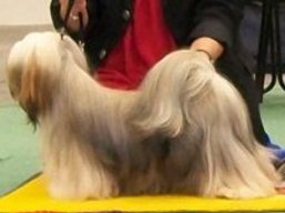 https://www.lhasaapso-ivepet.sk/preview/vyst_321.jpg