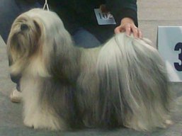 https://www.lhasaapso-ivepet.sk/preview/vyst_322.jpg