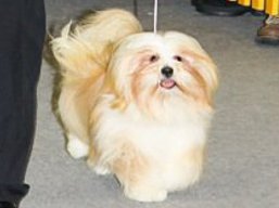 https://www.lhasaapso-ivepet.sk/preview/vyst_326.jpg