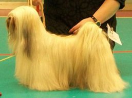 https://www.lhasaapso-ivepet.sk/preview/vyst_327.jpg