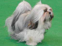 https://www.lhasaapso-ivepet.sk/preview/vyst_328.jpg