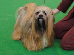 https://www.lhasaapso-ivepet.sk/preview/vyst_329.jpg