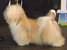 https://www.lhasaapso-ivepet.sk/preview/vyst_330.jpg