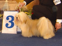 https://www.lhasaapso-ivepet.sk/preview/vyst_333.jpg