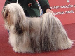 https://www.lhasaapso-ivepet.sk/preview/vyst_335.jpg