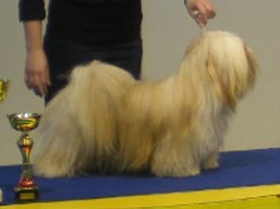 https://www.lhasaapso-ivepet.sk/preview/vyst_337.jpg