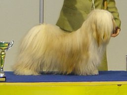 https://www.lhasaapso-ivepet.sk/preview/vyst_338.jpg