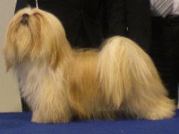 https://www.lhasaapso-ivepet.sk/preview/vyst_339.jpg
