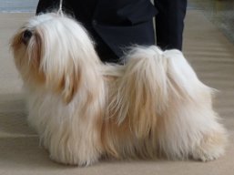 https://www.lhasaapso-ivepet.sk/preview/vyst_340.jpg