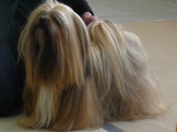 https://www.lhasaapso-ivepet.sk/preview/vyst_341.jpg