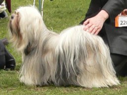 https://www.lhasaapso-ivepet.sk/preview/vyst_342.jpg
