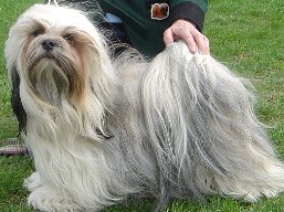 https://www.lhasaapso-ivepet.sk/preview/vyst_343.jpg