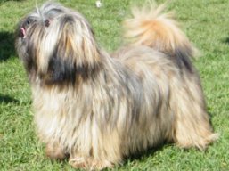 https://www.lhasaapso-ivepet.sk/preview/vyst_346.jpg