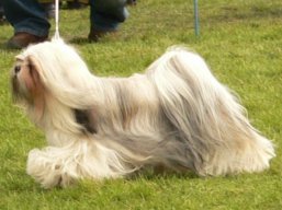 https://www.lhasaapso-ivepet.sk/preview/vyst_347.jpg