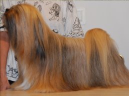 https://www.lhasaapso-ivepet.sk/preview/vyst_349.jpg