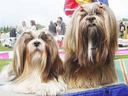 https://www.lhasaapso-ivepet.sk/preview/vyst_35.jpg