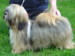 https://www.lhasaapso-ivepet.sk/preview/vyst_350.jpg