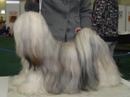 https://www.lhasaapso-ivepet.sk/preview/vyst_351.jpg