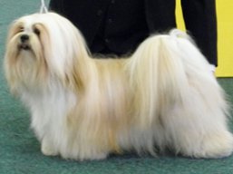 https://www.lhasaapso-ivepet.sk/preview/vyst_353.jpg