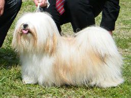 https://www.lhasaapso-ivepet.sk/preview/vyst_354.jpg