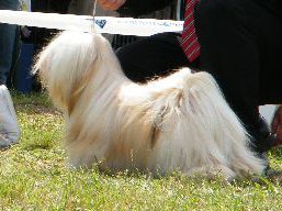 https://www.lhasaapso-ivepet.sk/preview/vyst_355.jpg