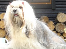 https://www.lhasaapso-ivepet.sk/preview/vyst_357.jpg