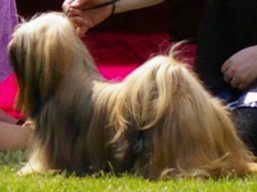 https://www.lhasaapso-ivepet.sk/preview/vyst_358.jpg
