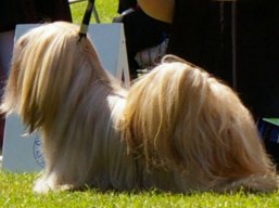 https://www.lhasaapso-ivepet.sk/preview/vyst_359.jpg