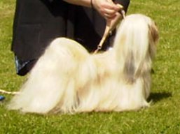 https://www.lhasaapso-ivepet.sk/preview/vyst_360.jpg